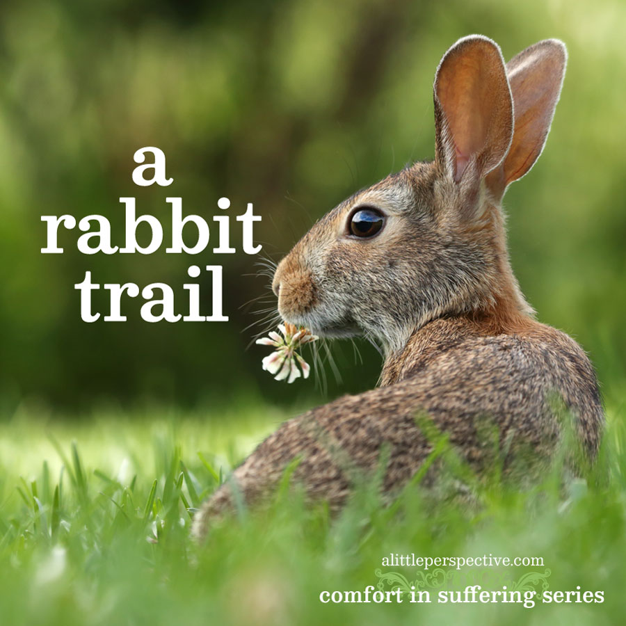 a rabbit trail | comfort in suffering | alittleperspective.com