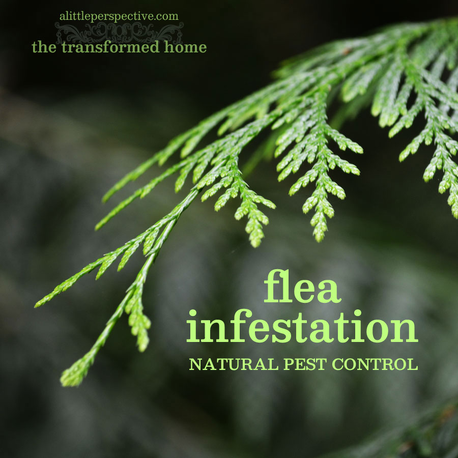 flea infestation natural pest control | the transformed home at alittleperspective.com