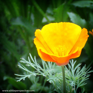 california poppy