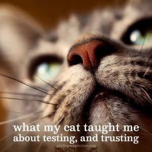 what my cat taught me about testing, and trusting