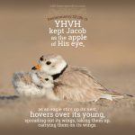 Deu 32:10b-11 | scripture pictures at alittleperspective.com