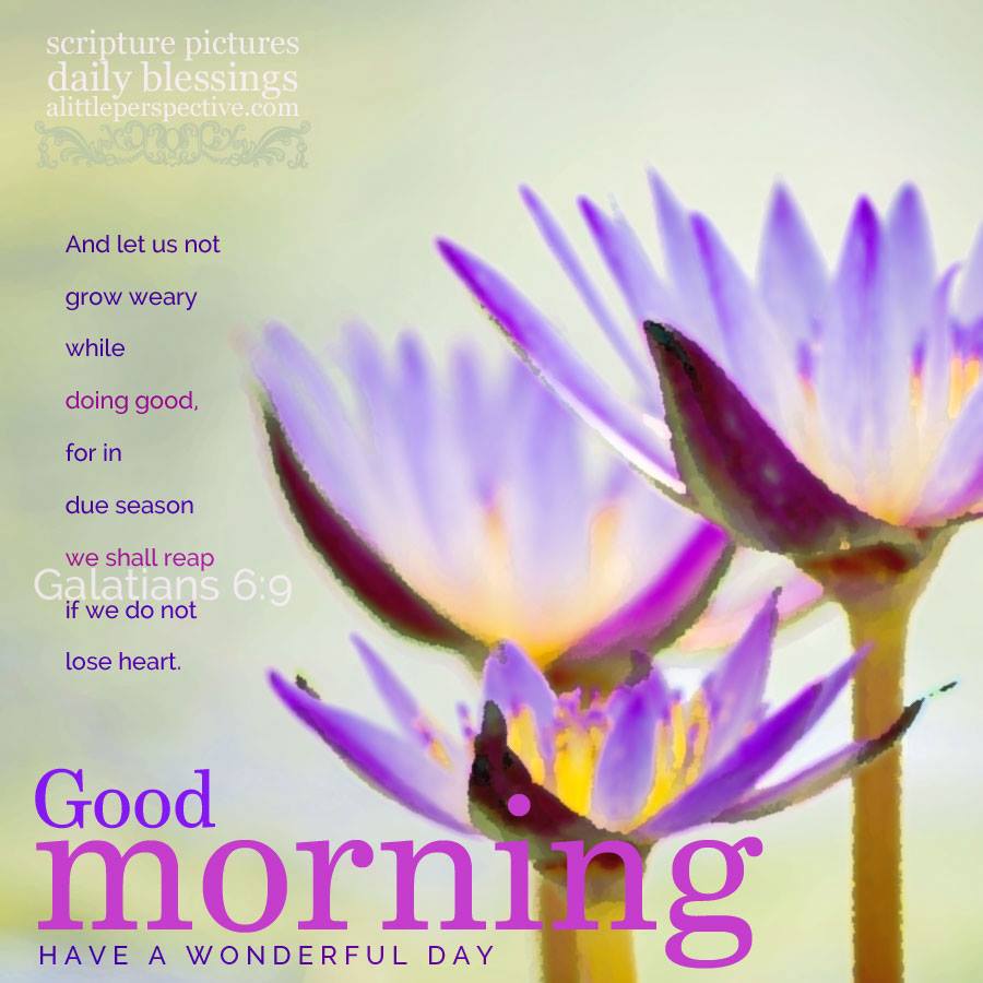 good-morning-purple-06