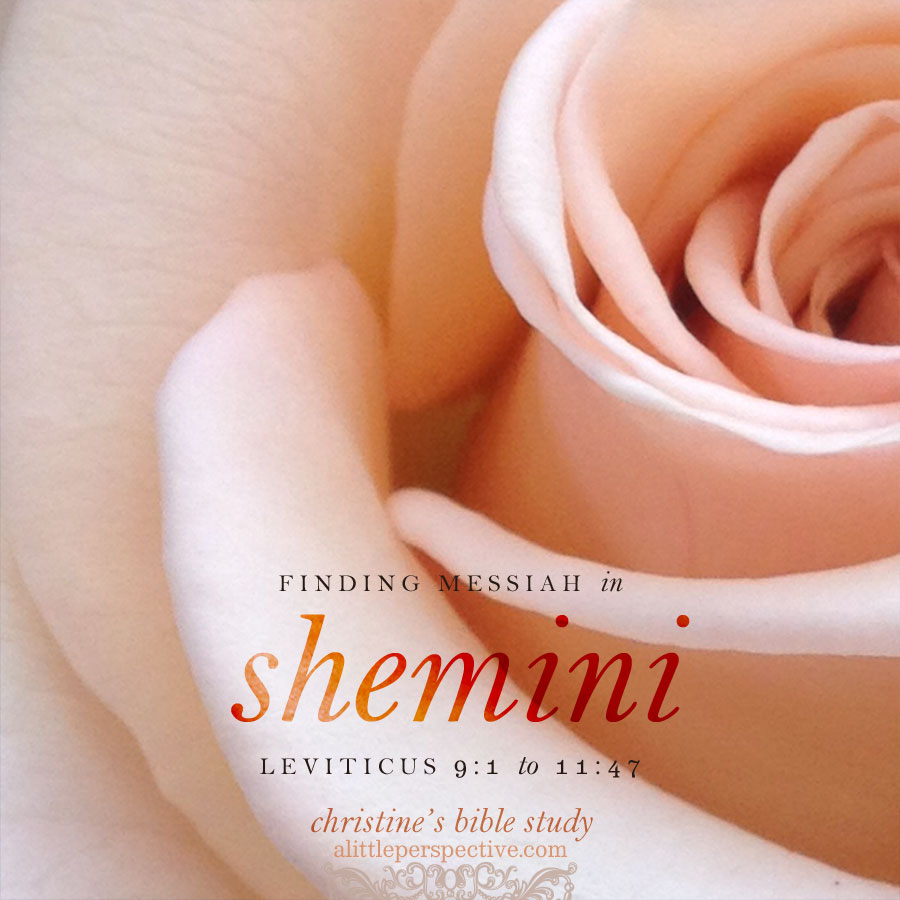 finding messiah in shemini, lev 9:1-11:47 | christine's bible study at alittleperspective.com