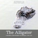 the alligator | alittleperspective.com