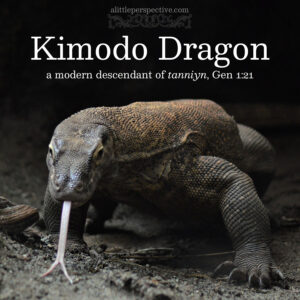 kimodo dragon | alittleperspective.com