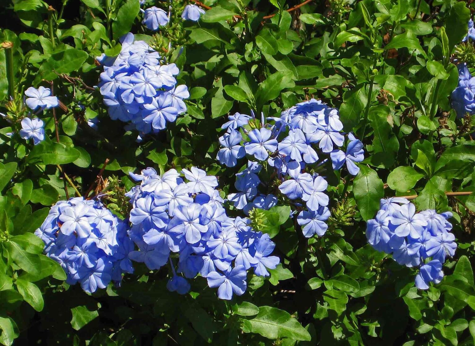 06 baby blue flowering shrubs