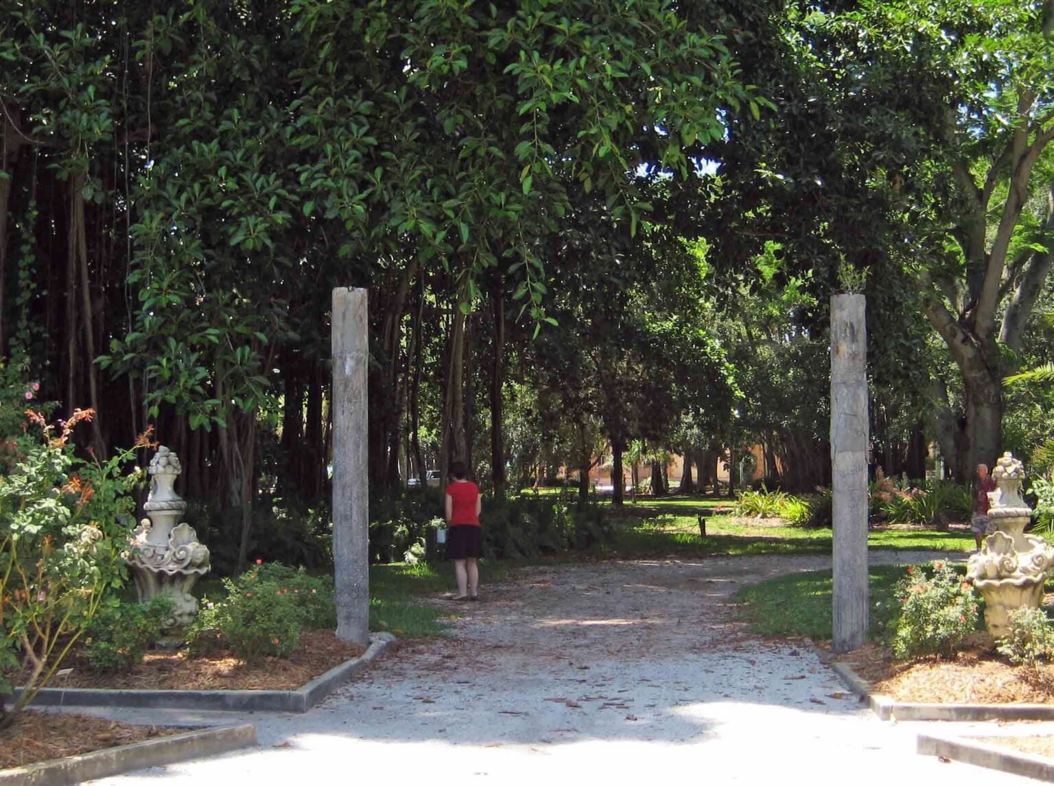 Beyon Tree banyan tree forest beyond the garden