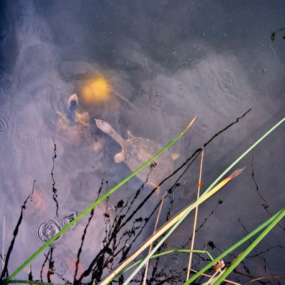 The Ringling Gardens