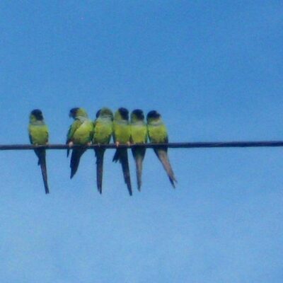 Wild Parakeets