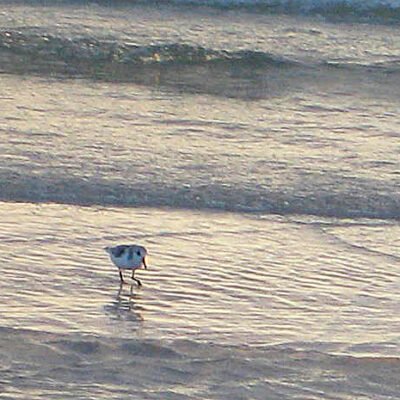 A Study in Sandpipers