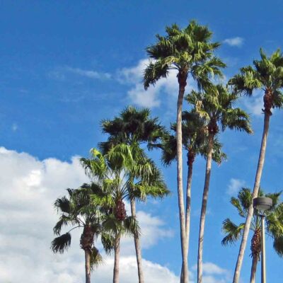 Tall Palms on a Windy Day