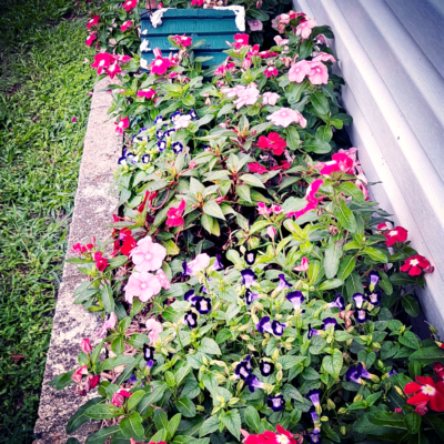 Rainy Season in Full Swing