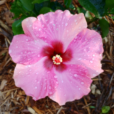 Hibiscus