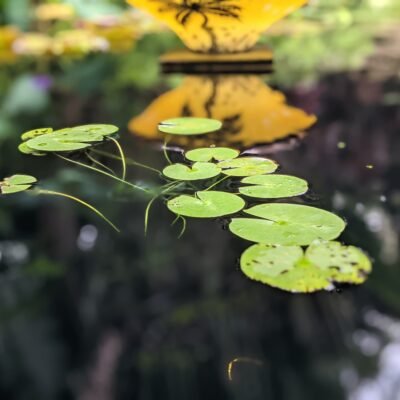 Marie Selby Botanical Gardens