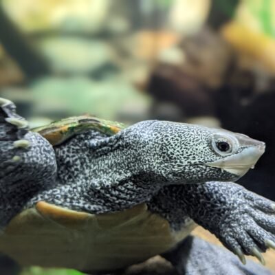 Mote Marine Aquarium