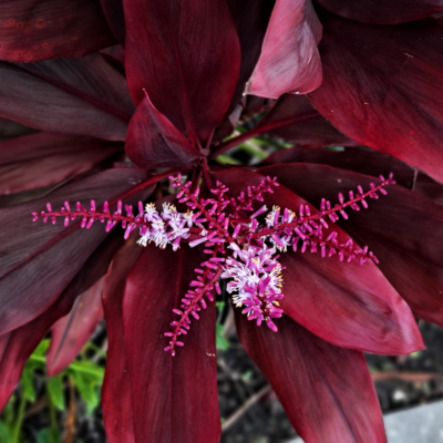 Flowering Landscaping