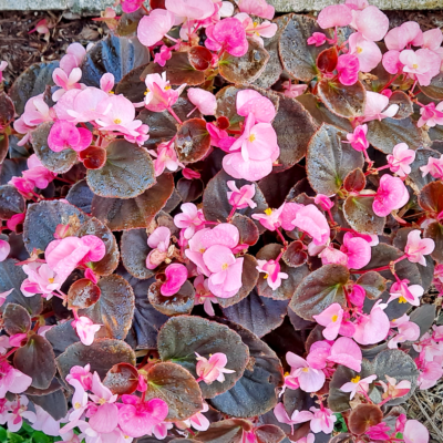 Begonias