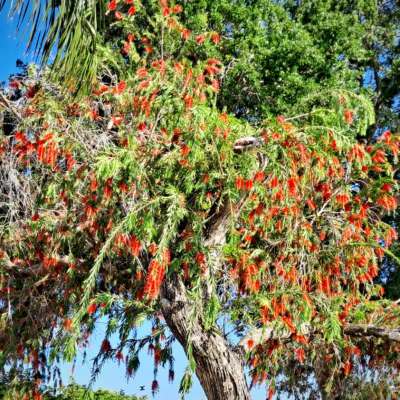 Blooming bottlebrush
