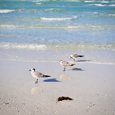 Recent Visit to Siesta Key