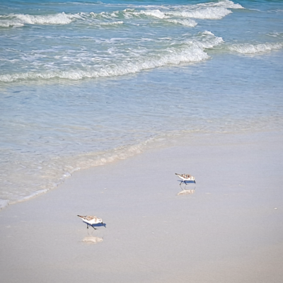 Siesta Key Sandpipers