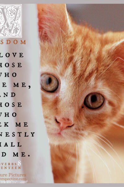 Pro 8:17 | Scripture Pictures @ alittleperspective.com