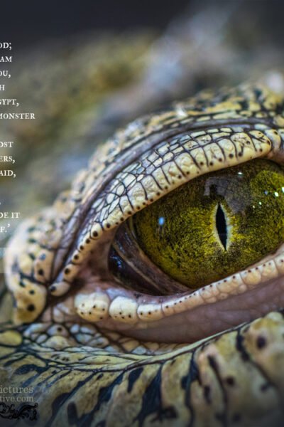 Eze 29:3 | Scripture Pictures @ alittleperspective.com