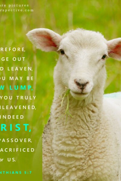 1 Cor 5:7 | Scripture Pictures @ alittleperspective.com