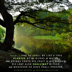 Psa 1:3 | Scripture Pictures @ alittleperspective.com