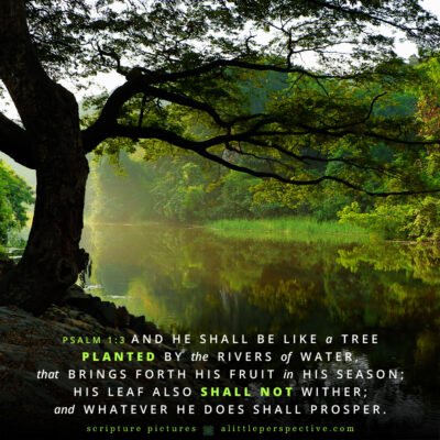 January 1 Bible Reading